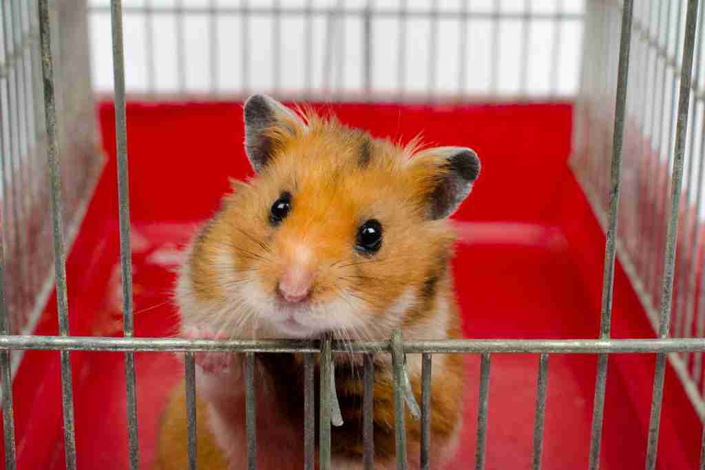 how to treat infected scent glands in hamsters