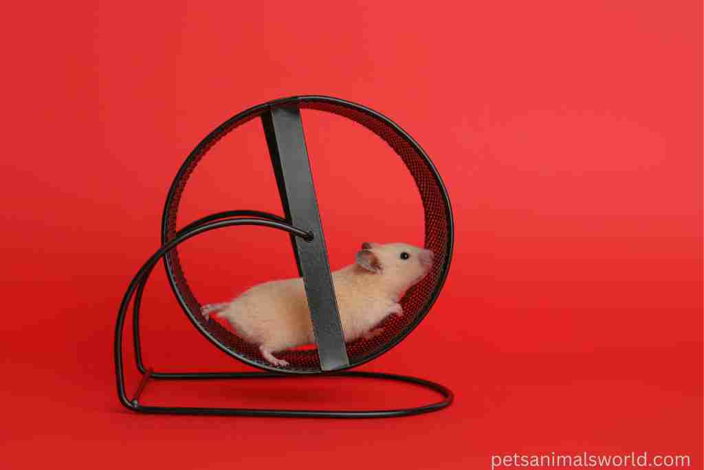 can hamsters run to death on the wheel
