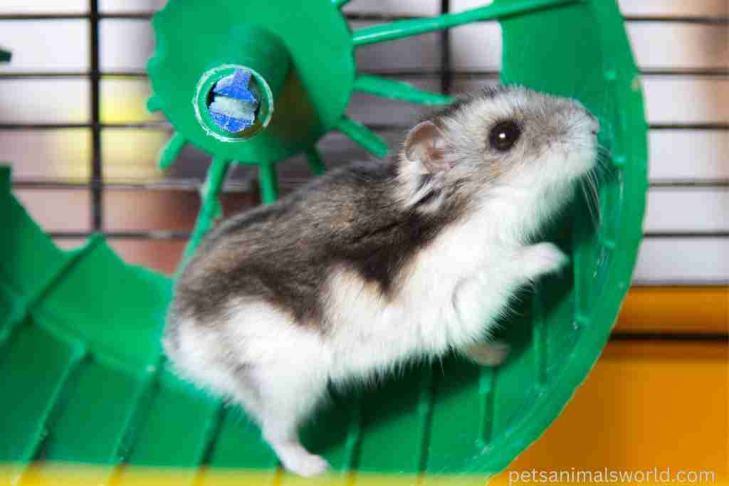 can hamsters run to death on the wheel