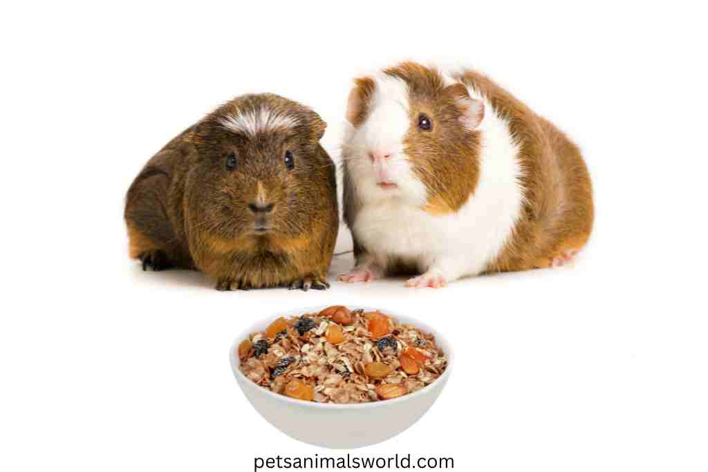 can guinea pigs eat granola
