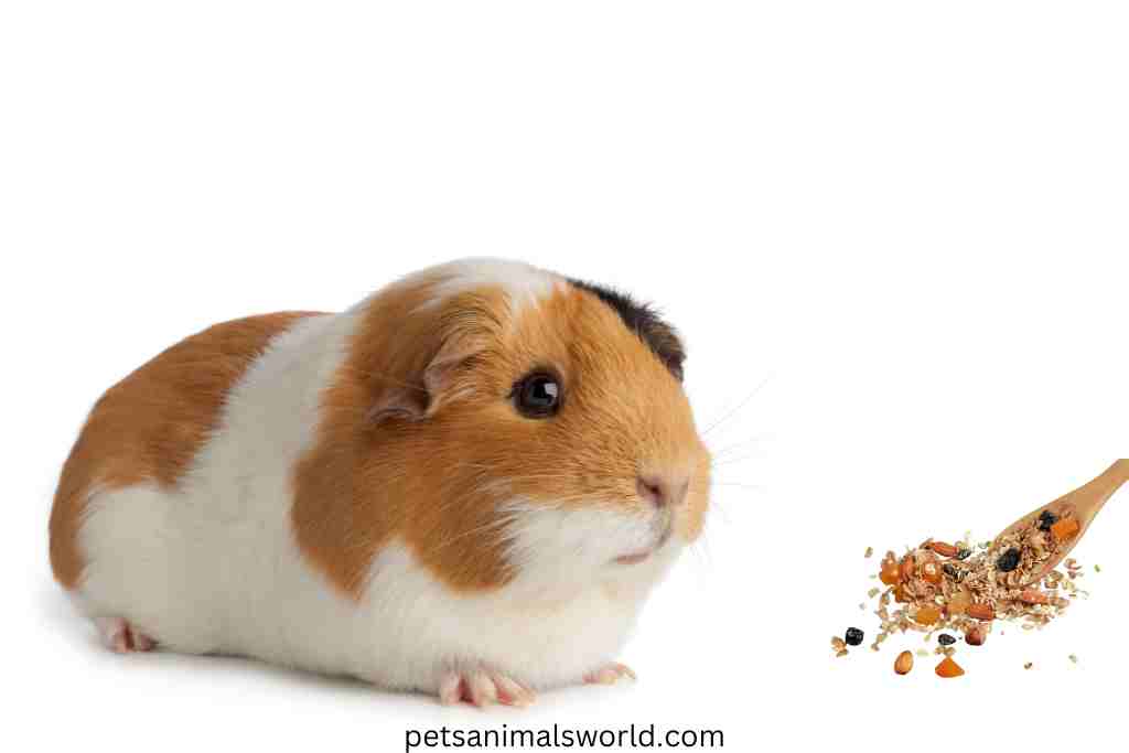 can guinea pigs eat granola