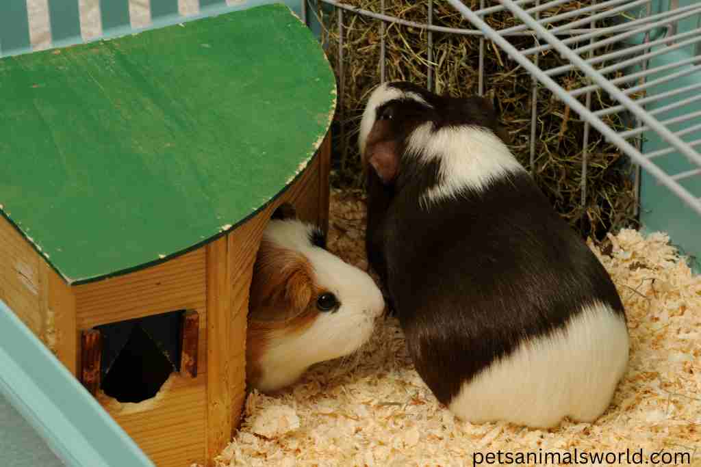 do guinea pigs kill each other