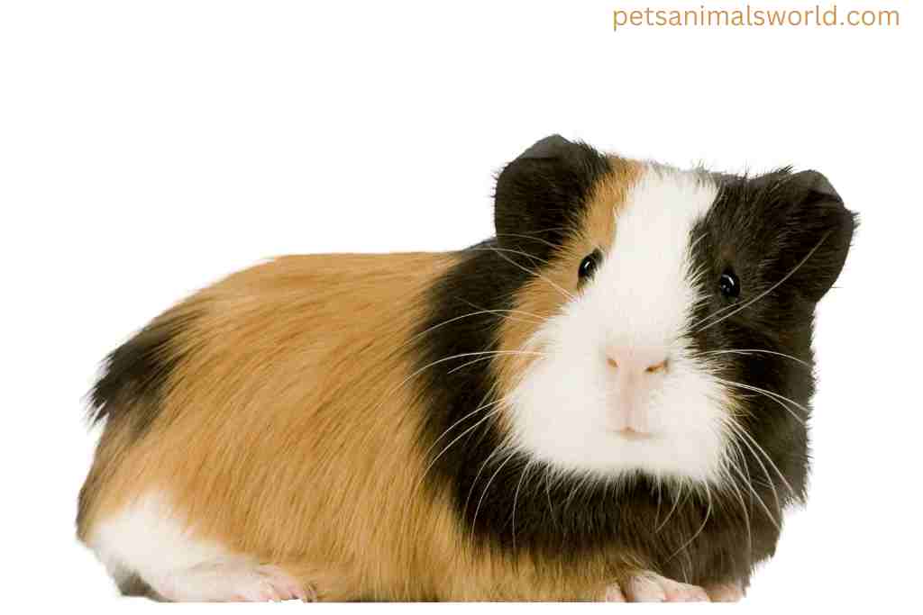 why do guinea pigs fluff up their fur