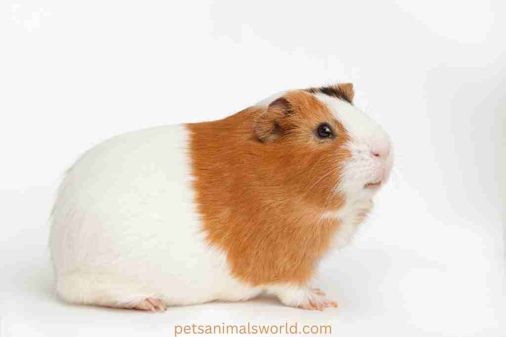 what does zooming in on guinea pigs mean