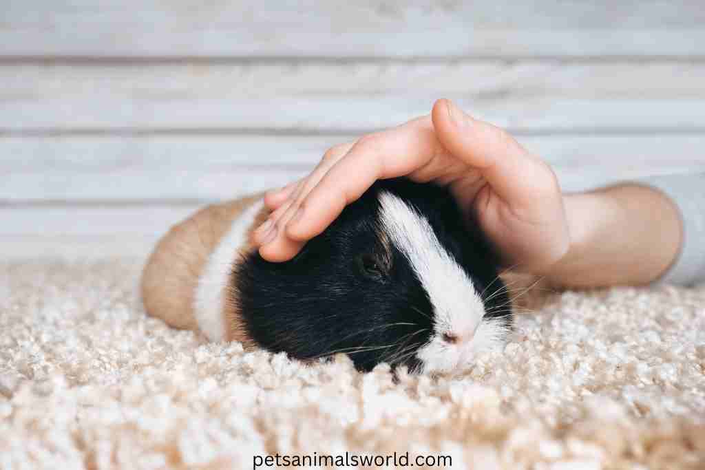 In what positions do guinea pigs sleep