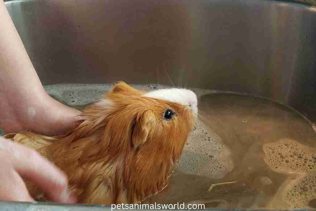 why do guinea pigs vibrate after a bath