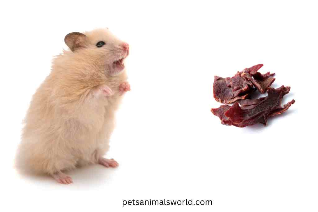 can hamsters eat beef jerky