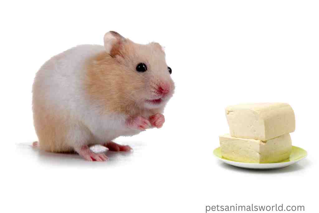can hamsters eat tofu