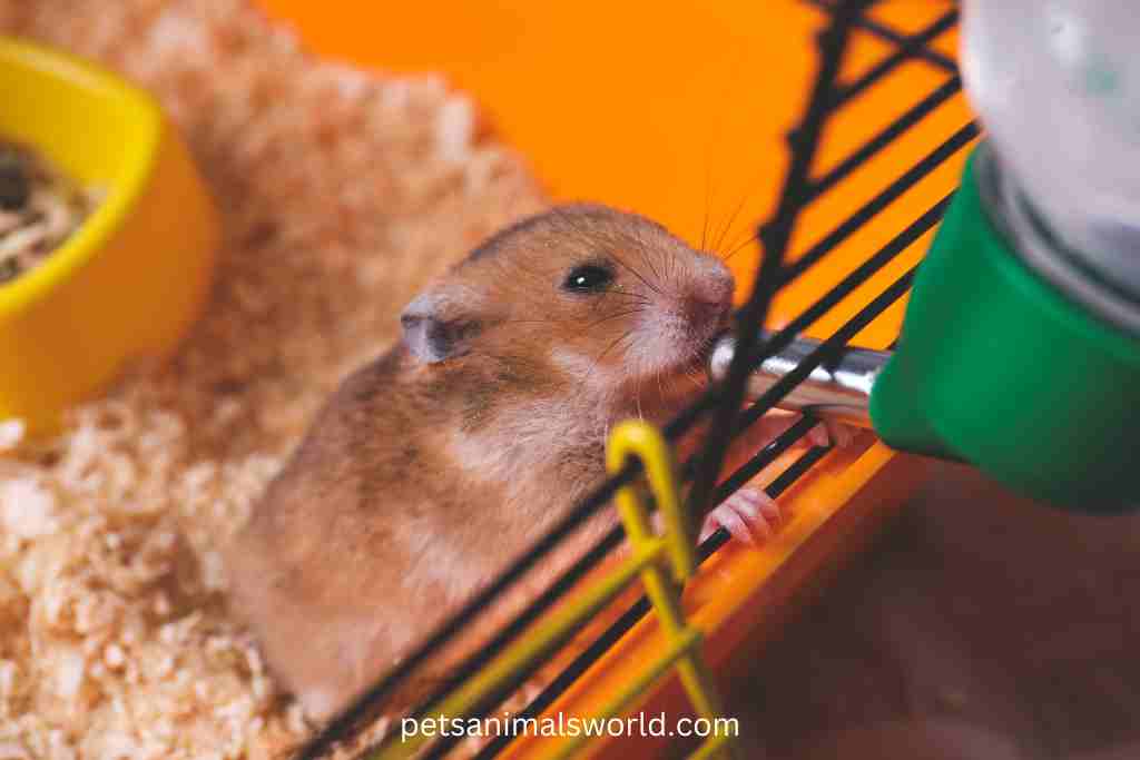 why do hamsters lick their cage