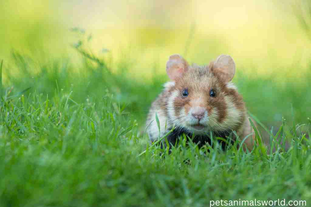 where do hamsters live in wild