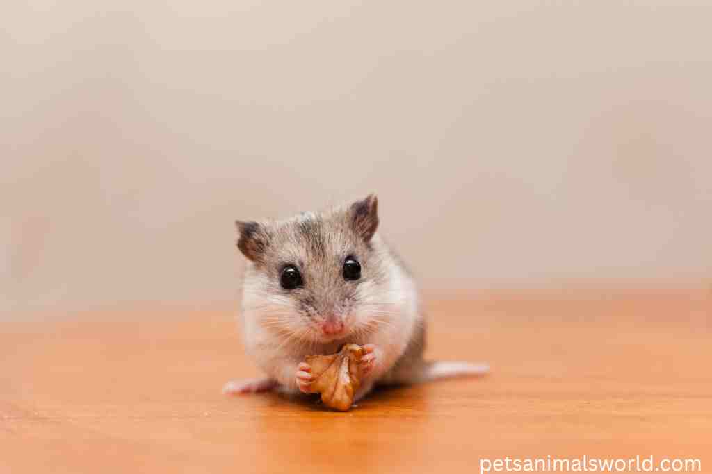 what to do if you find bugs in your hamster's food
