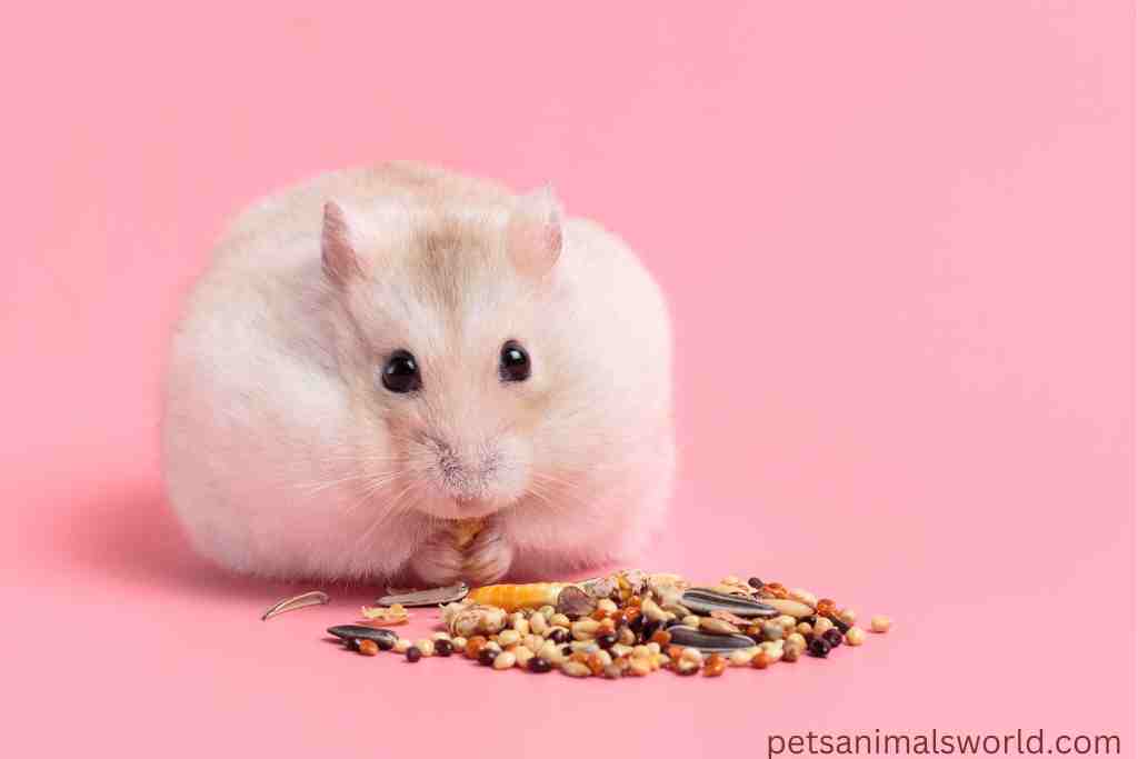 do you need to buy commercial food for hamsters
