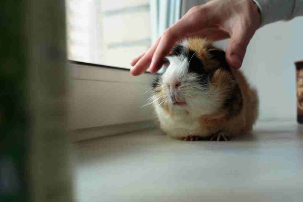 why do mushrooms grow in guinea pigs' cages