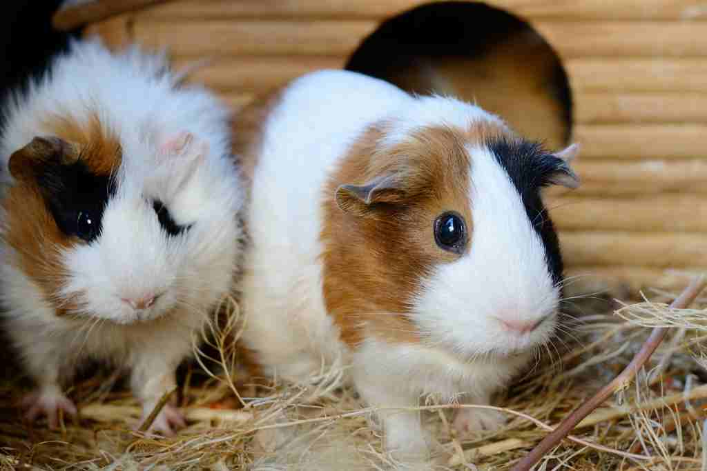 why guinea pigs rub their bums on the floor