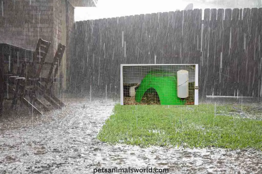 can guinea pigs go outside in the rain