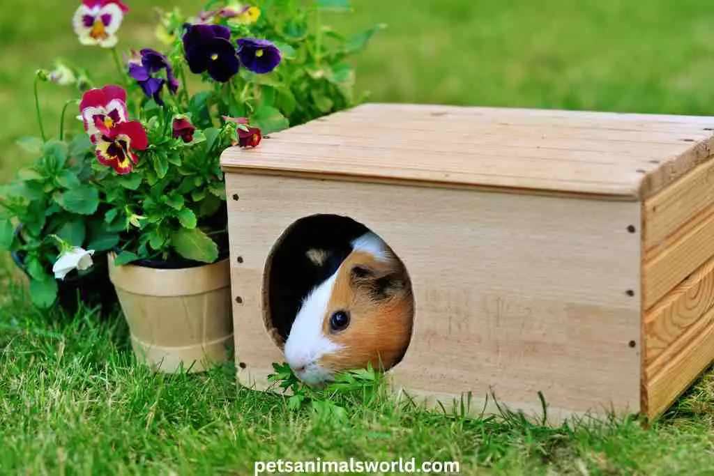 can guinea pigs go outside in the rain