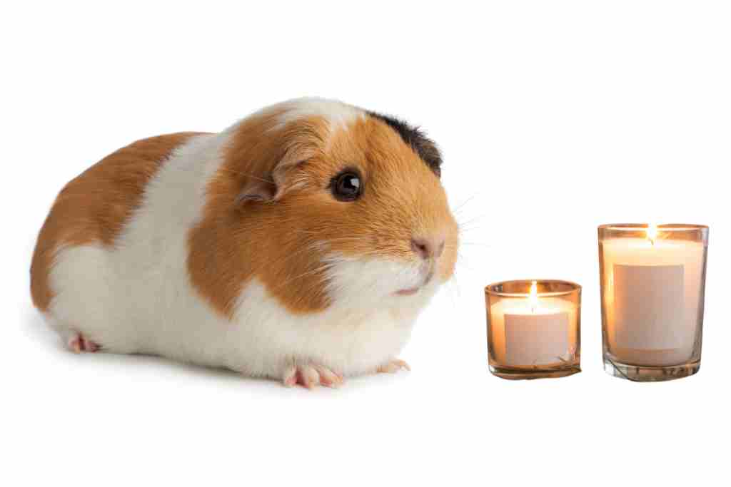 is it safe to burn candles around guinea pigs