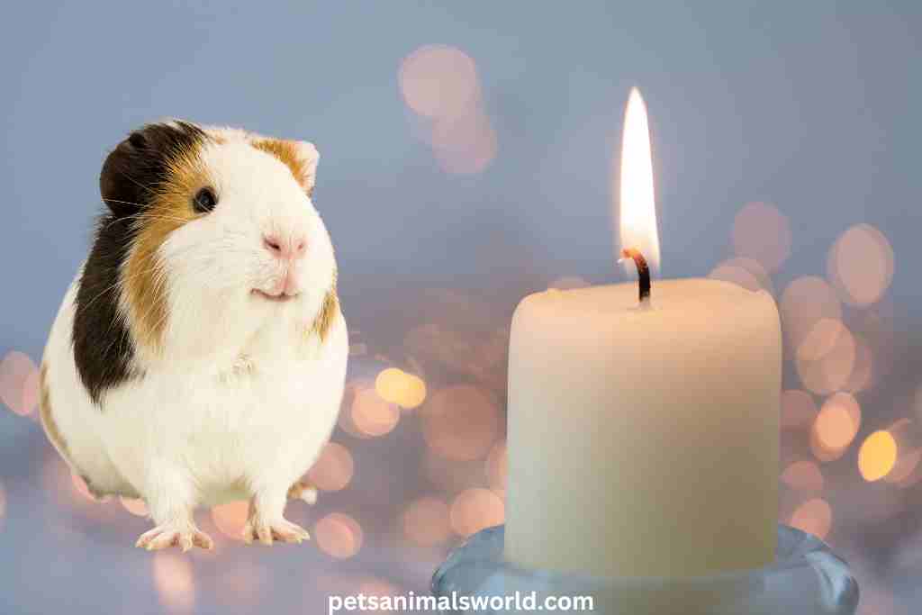is it safe to burn candles around guinea pigs