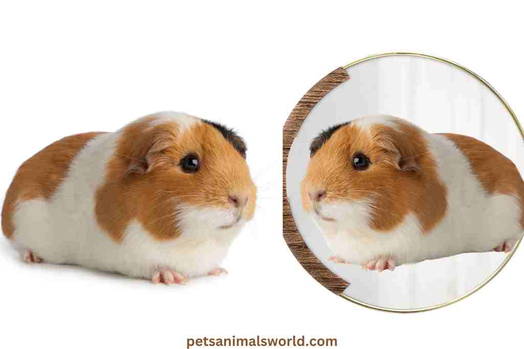 does my guinea pig understand the mirror