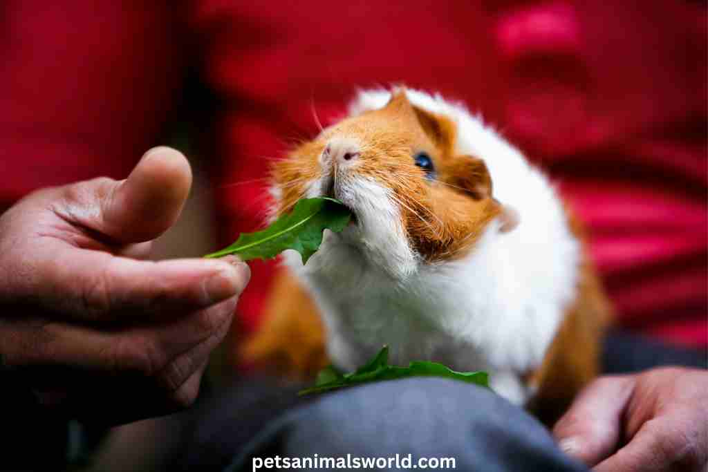 how do i know if the guinea pigs are hungry
