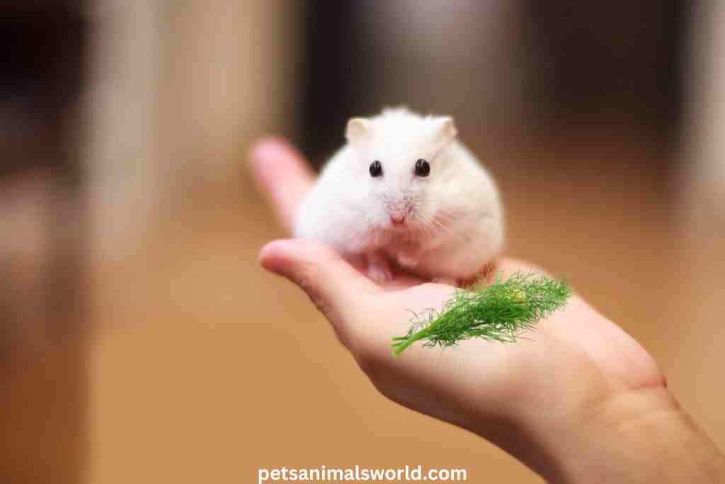 can hamsters eat dill