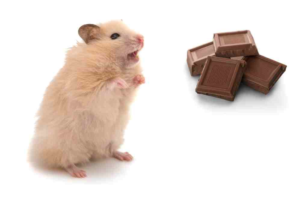 хow long does it take a hamster to die if it eats chocolate