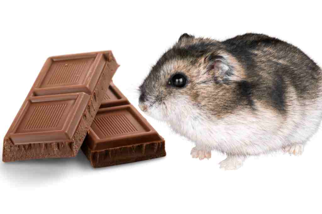 хow long does it take a hamster to die if it eats chocolate