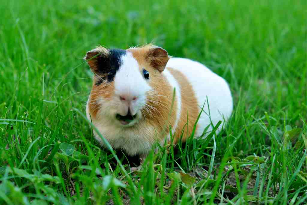 can guinea pigs eat wheatgrass