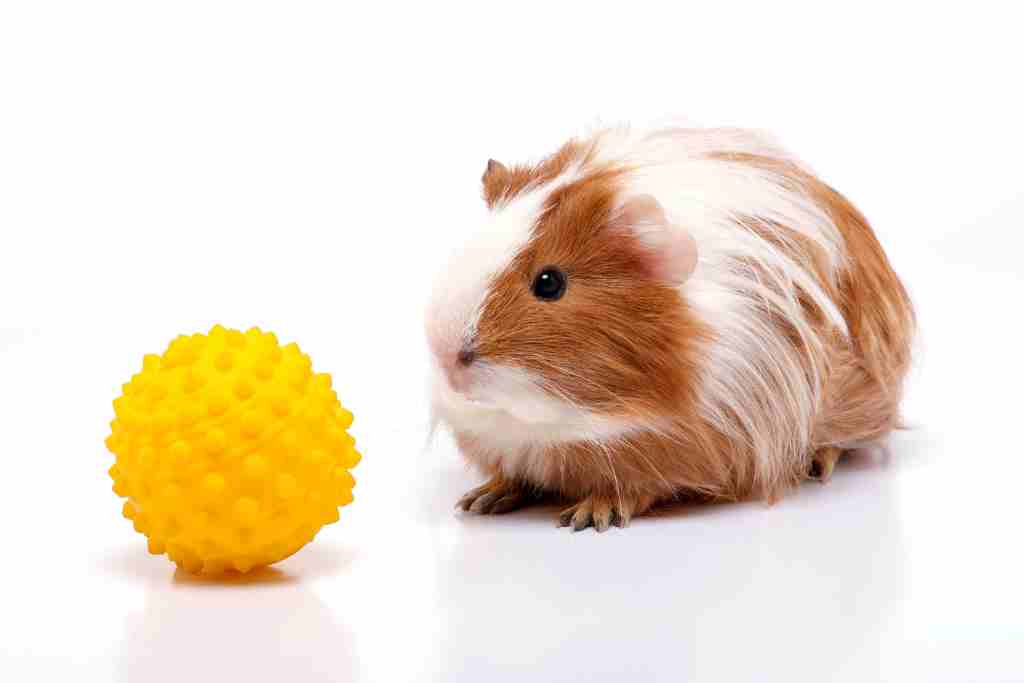 why balls and wheels are bad for guinea pigs