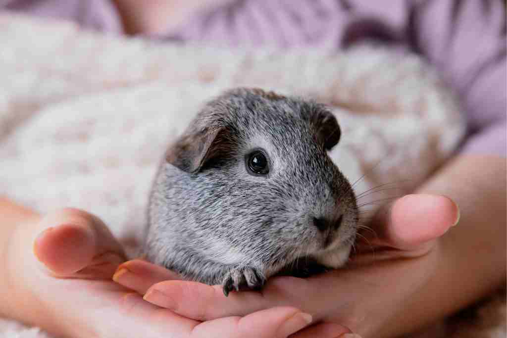 how long It takes for a dead guinea pig to start to smell