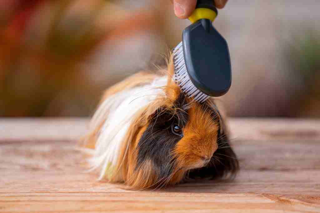 Is coconut oil safe for guinea pigs