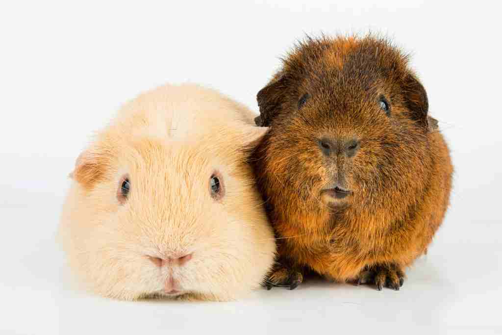 what color are the eyes of guinea pigs