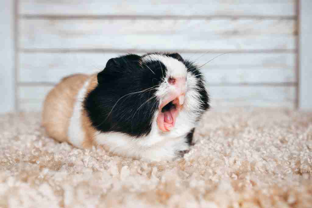 how much does it cost to trim the teeth of guinea pigs