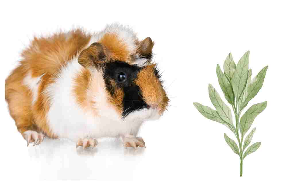 can guinea pigs eat sage