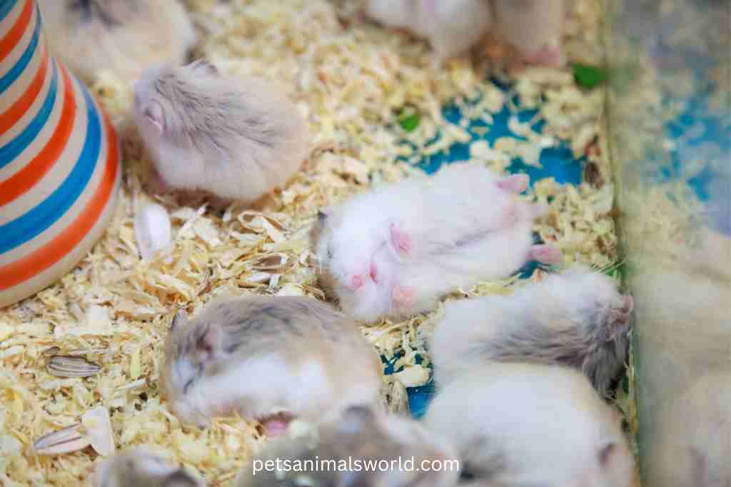 can roborovski hamsters live together