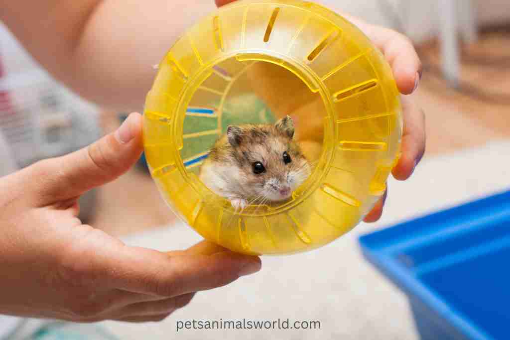 what are alternatives to a hamster ball
