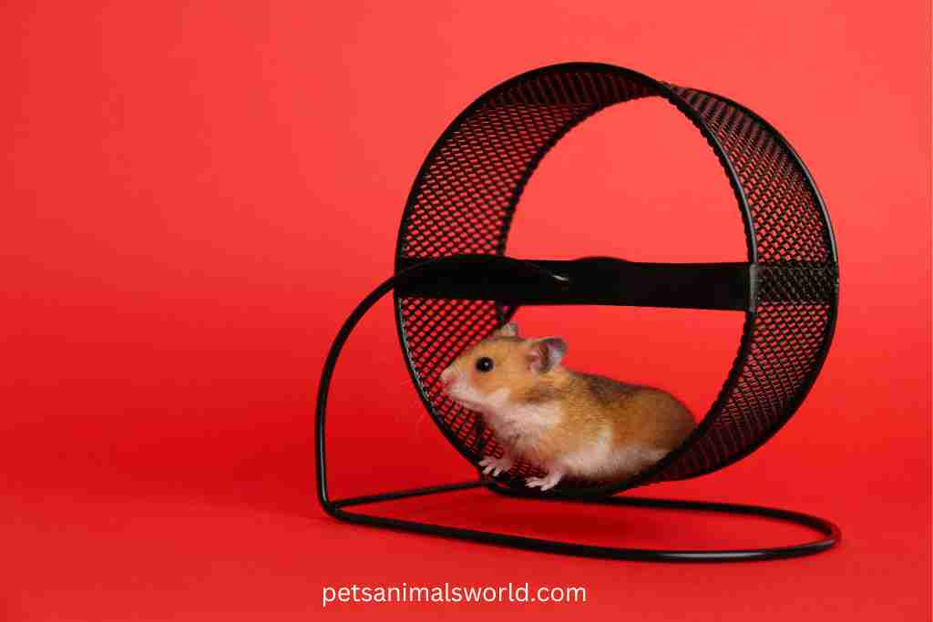 what are alternatives to a hamster ball