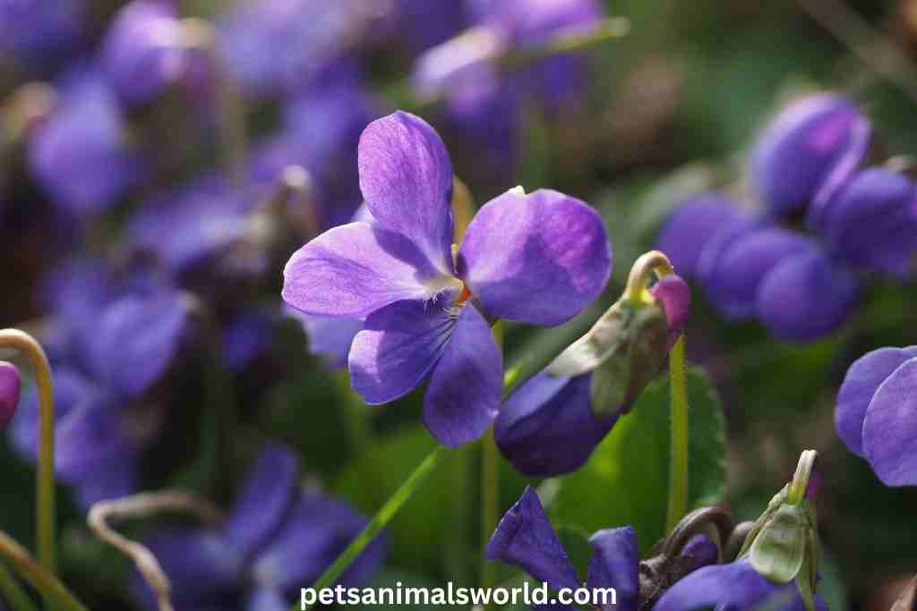 Can guinea pigs eat wild violets