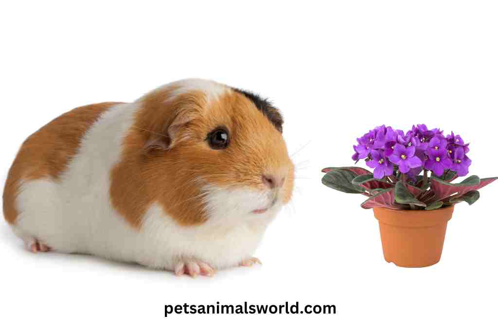 Can guinea pigs eat wild violets