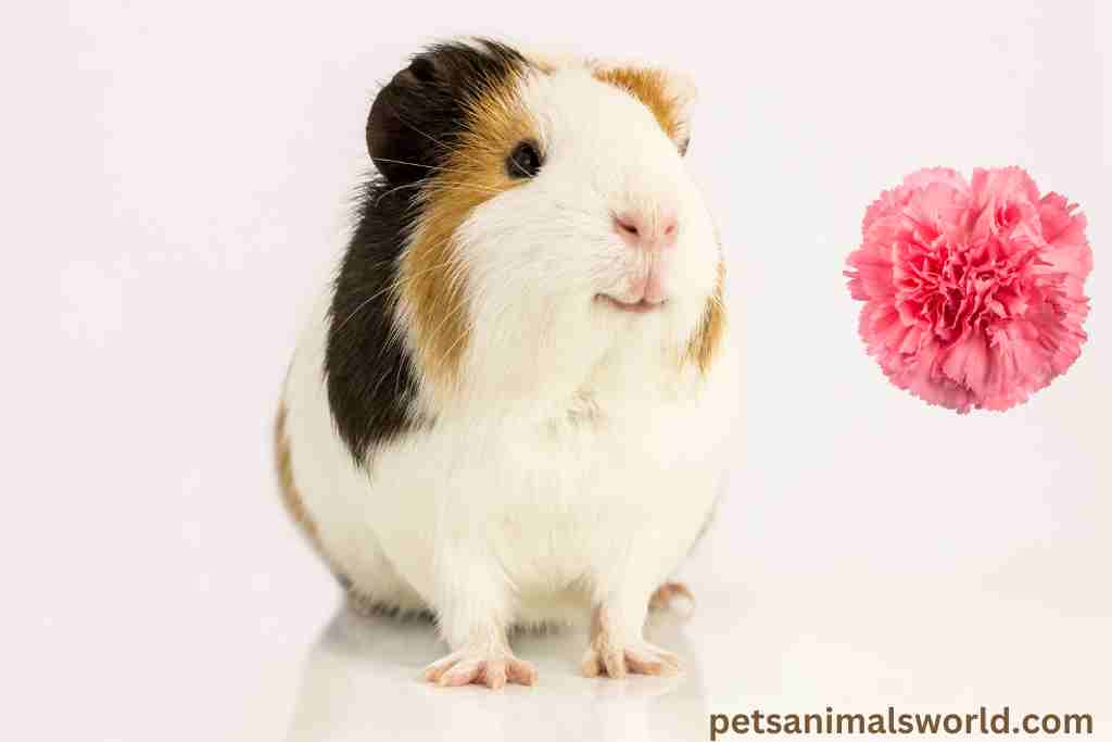 can guinea pigs eat carnation