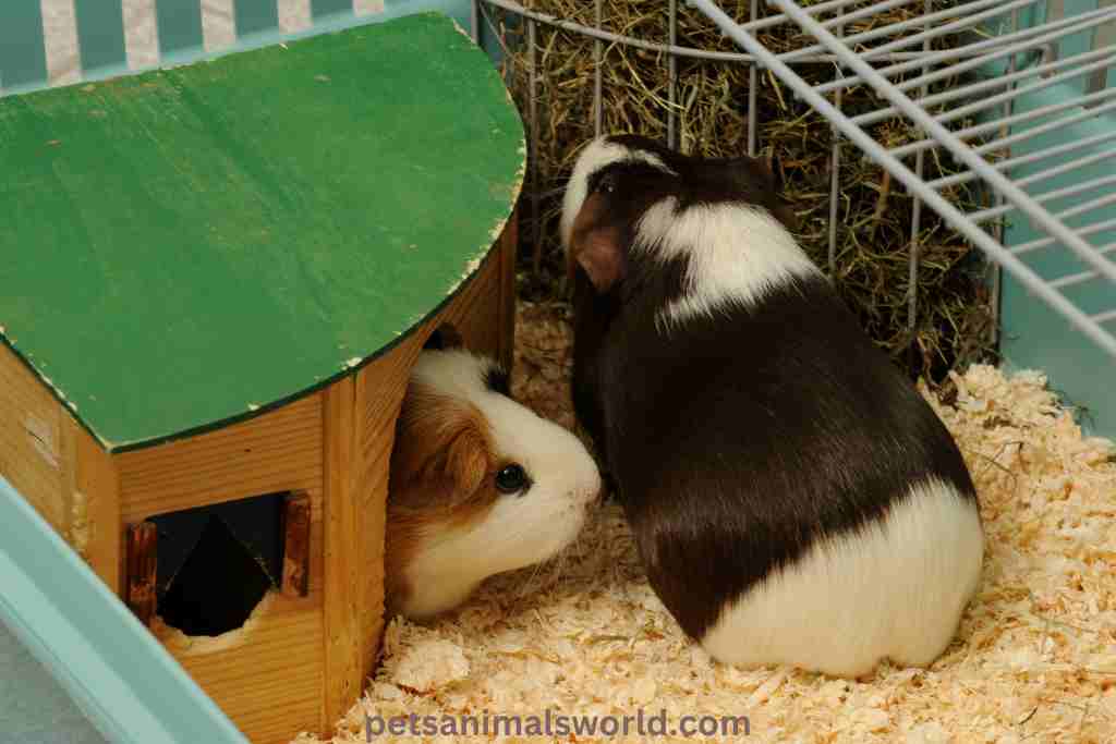 do apartments allow guinea pigs