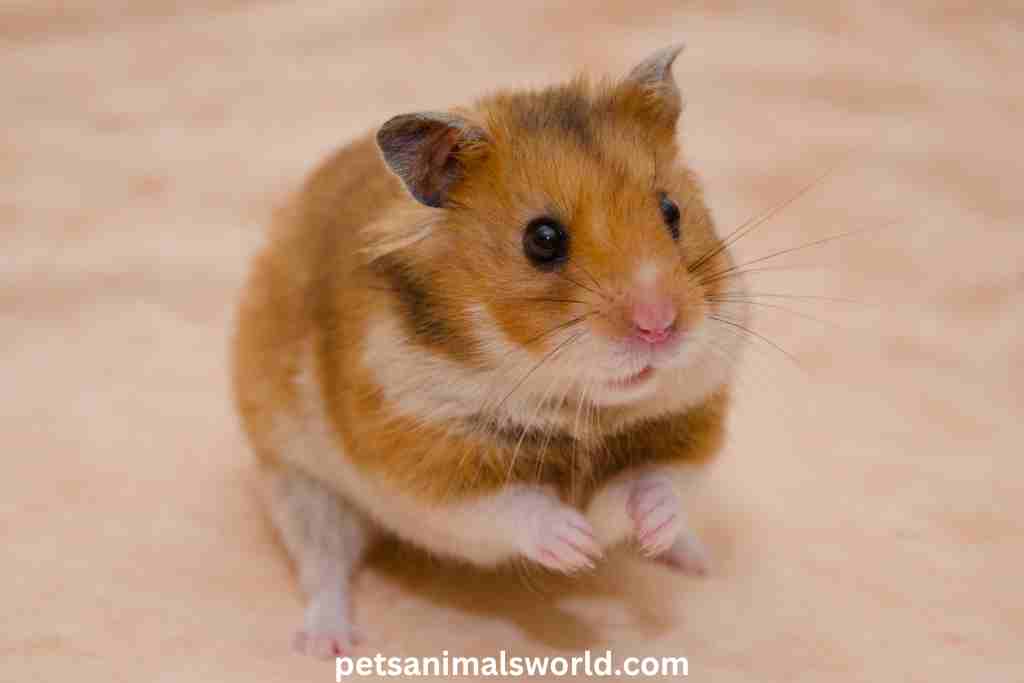 what are lab blocks for hamsters