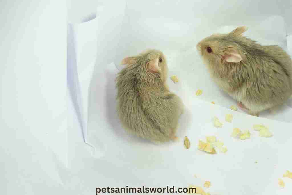 how old are baby hamsters when they open their eyes