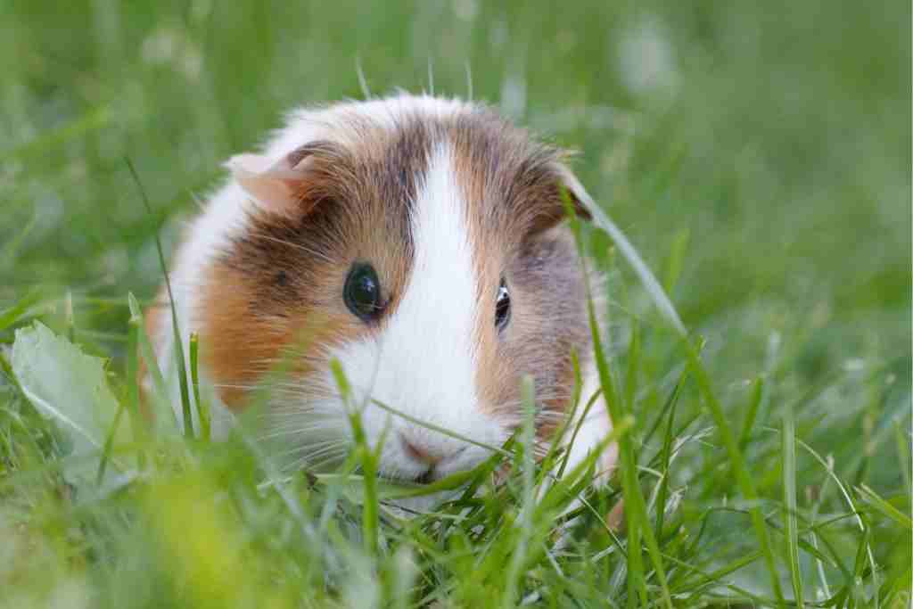can you release guinea pigs into the wild