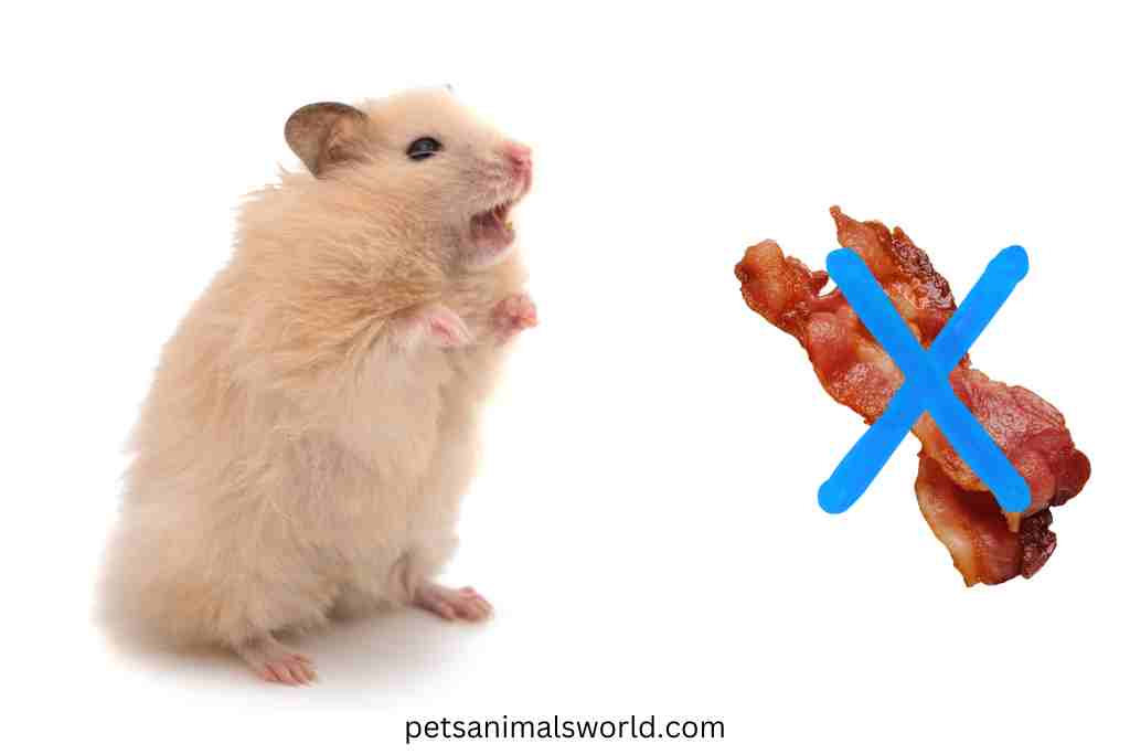 can hamsters eat bacon