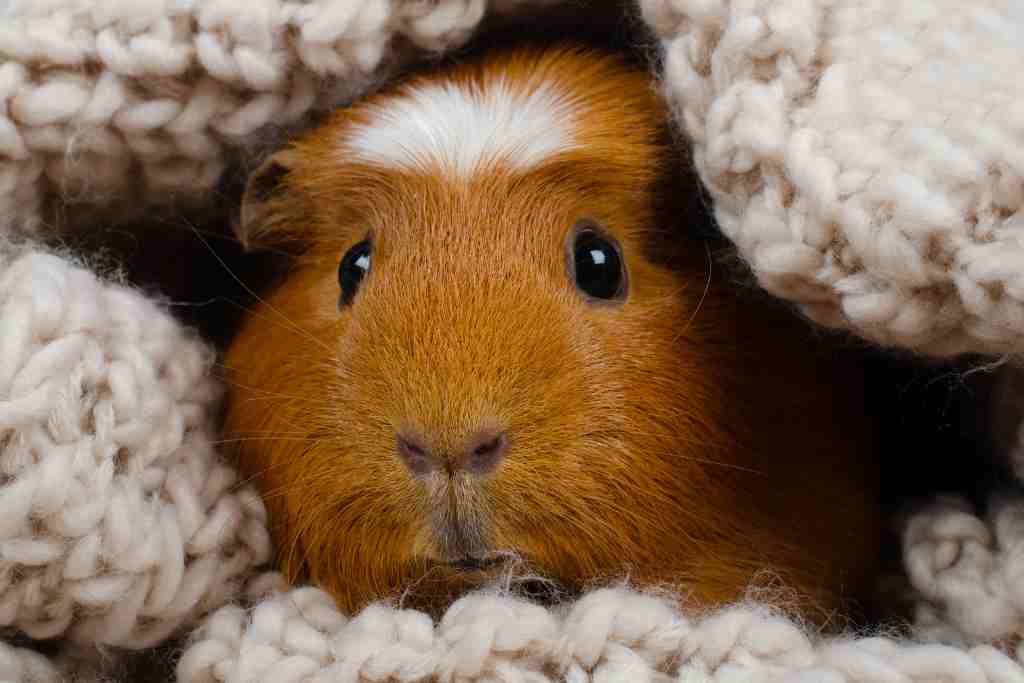 how much human attention do guinea pigs need а day