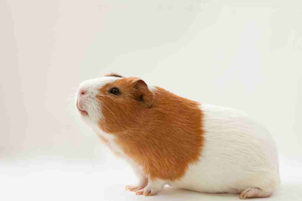 how long It takes for a dead guinea pig to start to smell