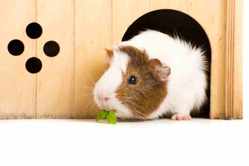 what do guinea pigs do when they are nervous