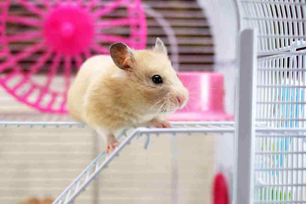 why are hamsters banned in california