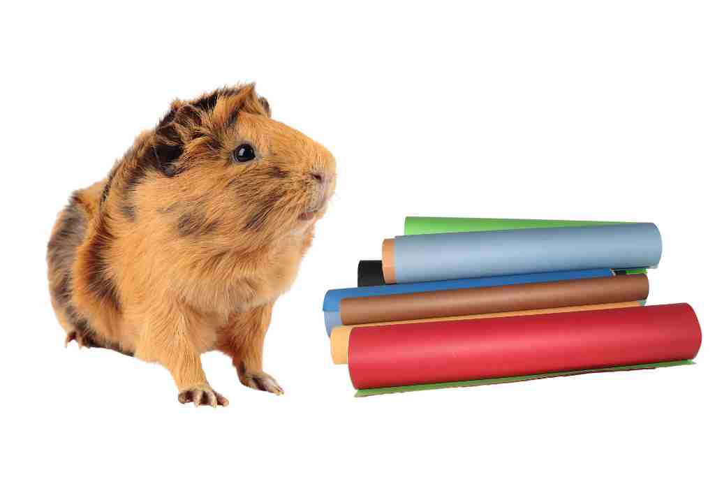 can guinea pigs eat colored cardboard